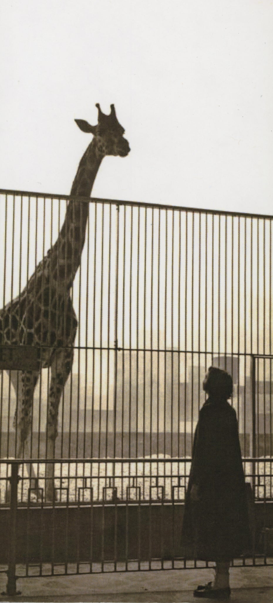 anne looking at giraffe in zoo