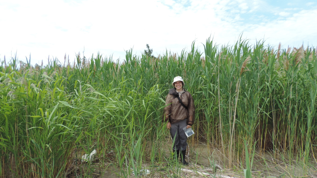 Rebecca Rooney in a wetland surrounded by tall grass.