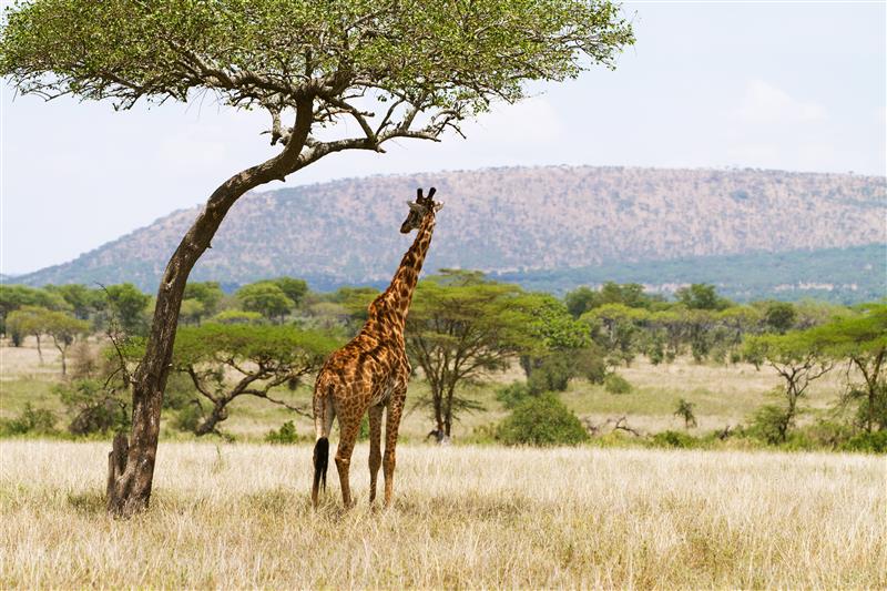 Giraffe underneath tree in wild