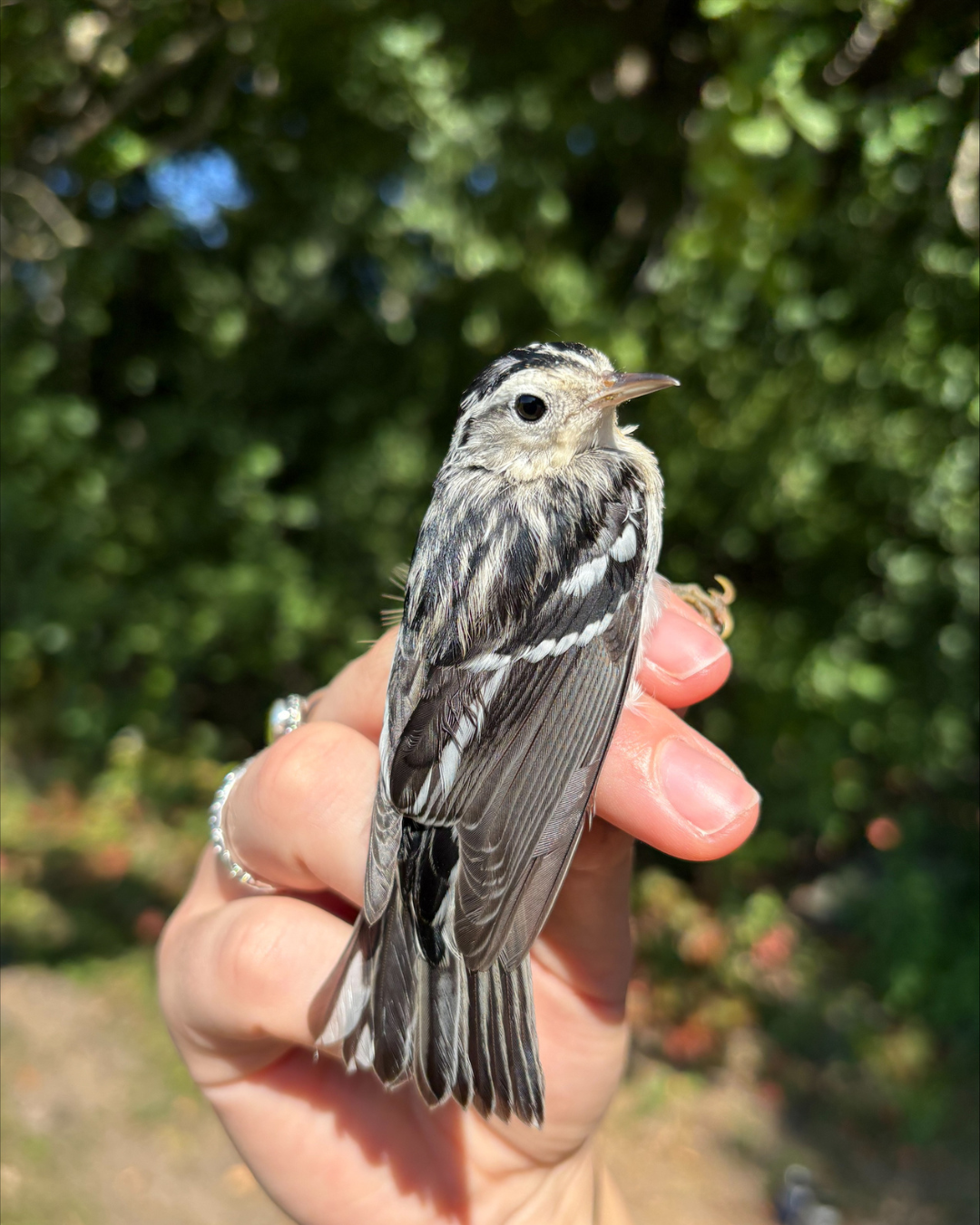 A close up view of a small bird sitting on a hand