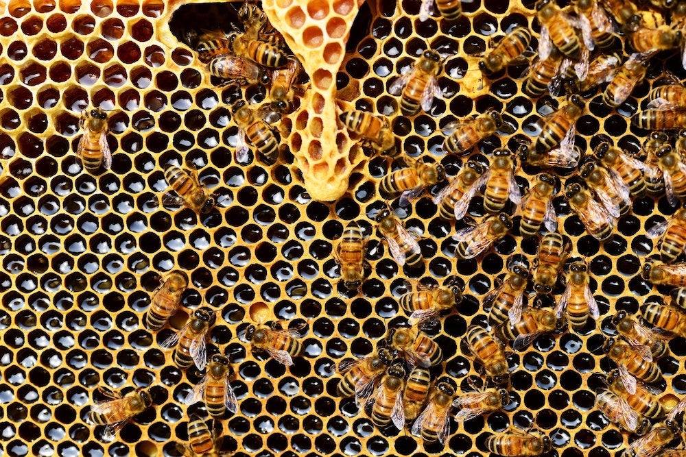 Bees crawling over a honeycomb