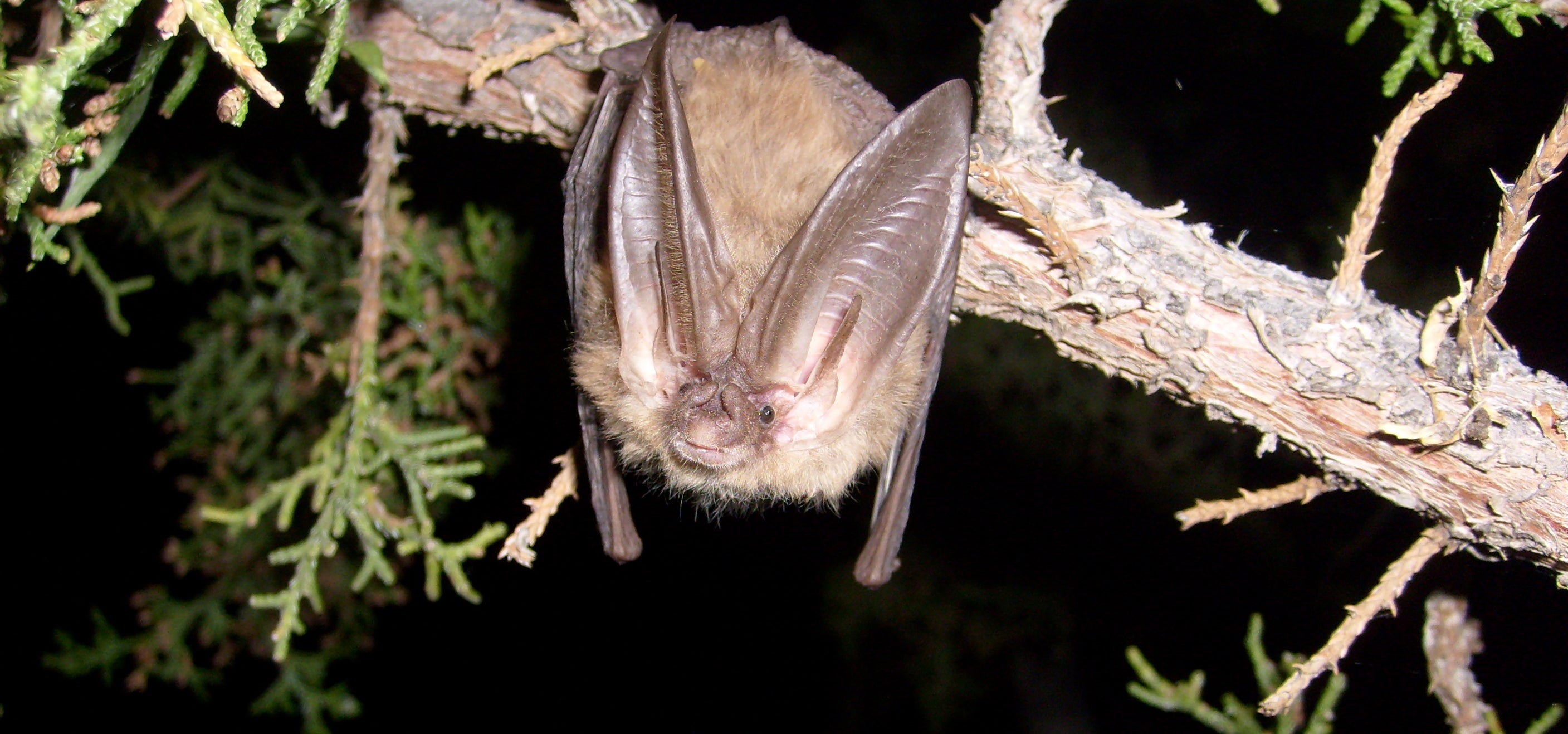 A bat hanging from a tree branch