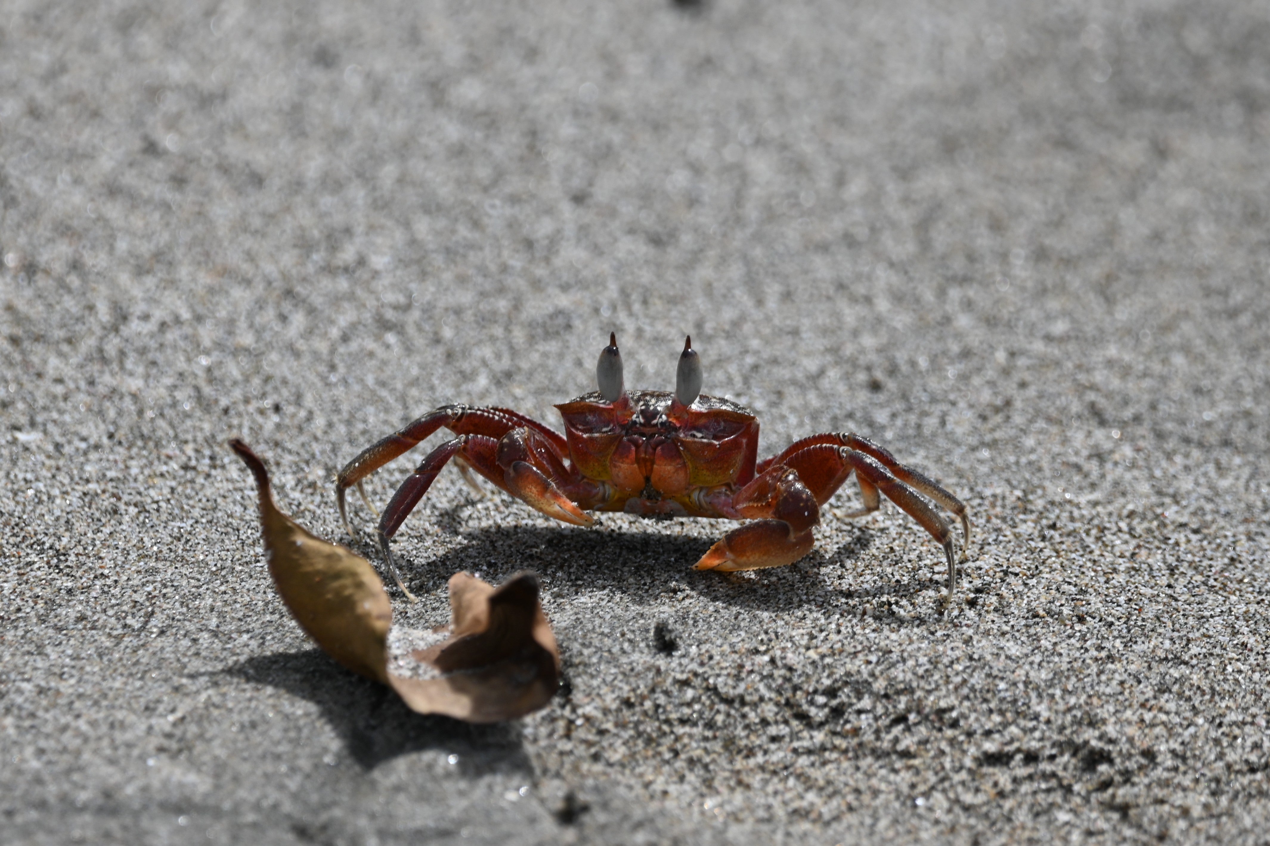 Crab on a Costa Rican beach