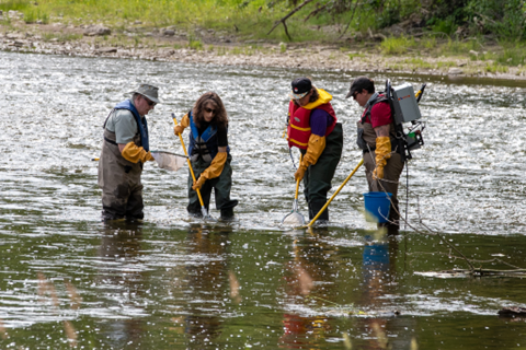Students with Mark Servos using electrofishing equipment in the Grand River.