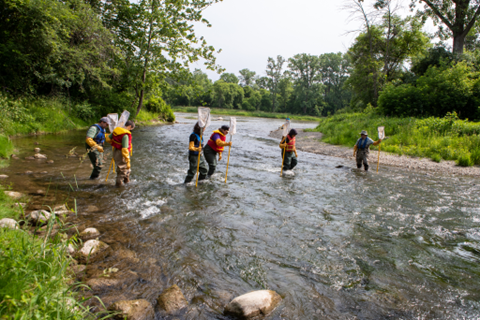 Students and instructors using nets to collect samples in the Grand River.