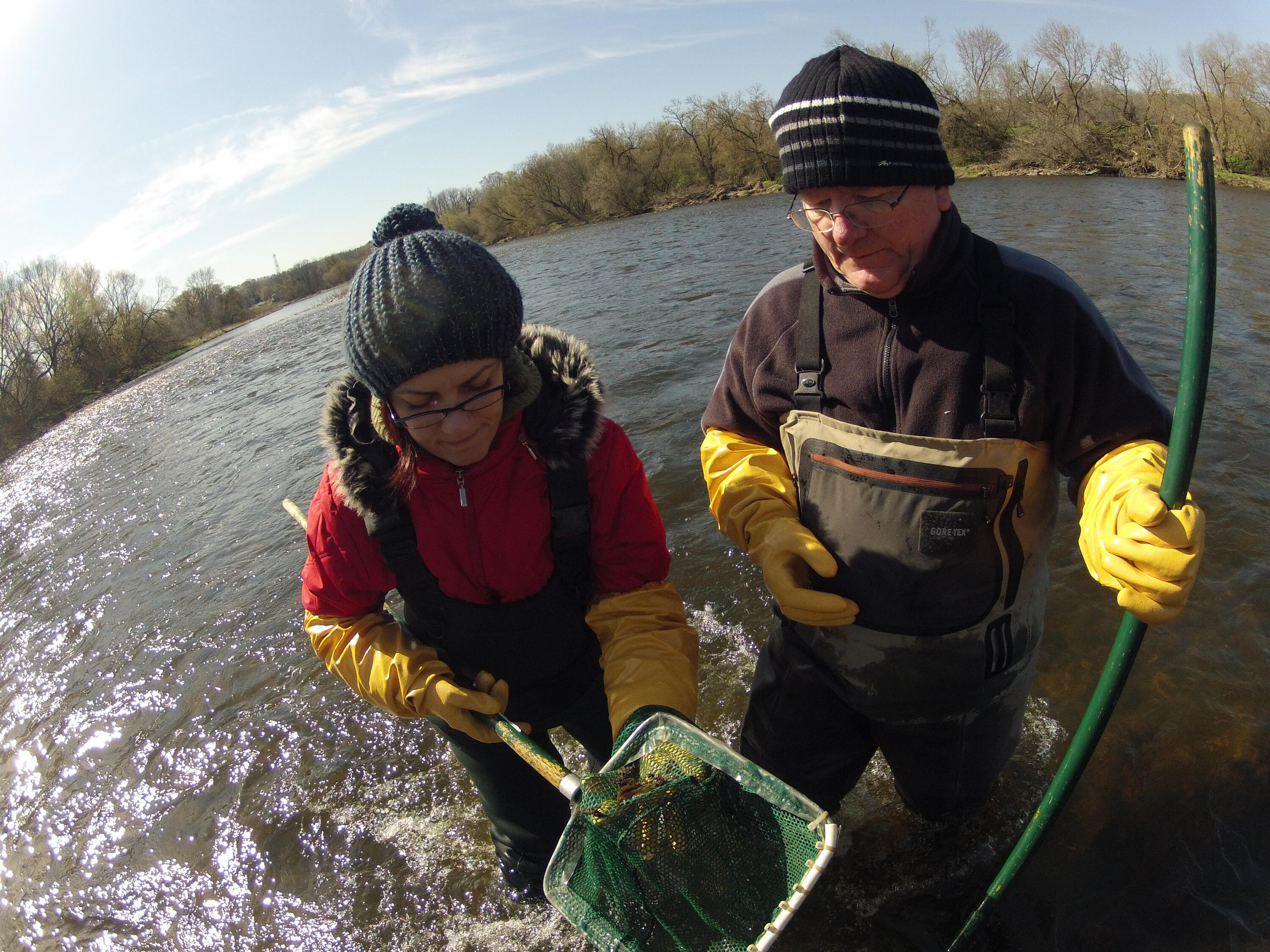 Professor Servos and a student wearing hip waders, and fishing in the Grand River with nets