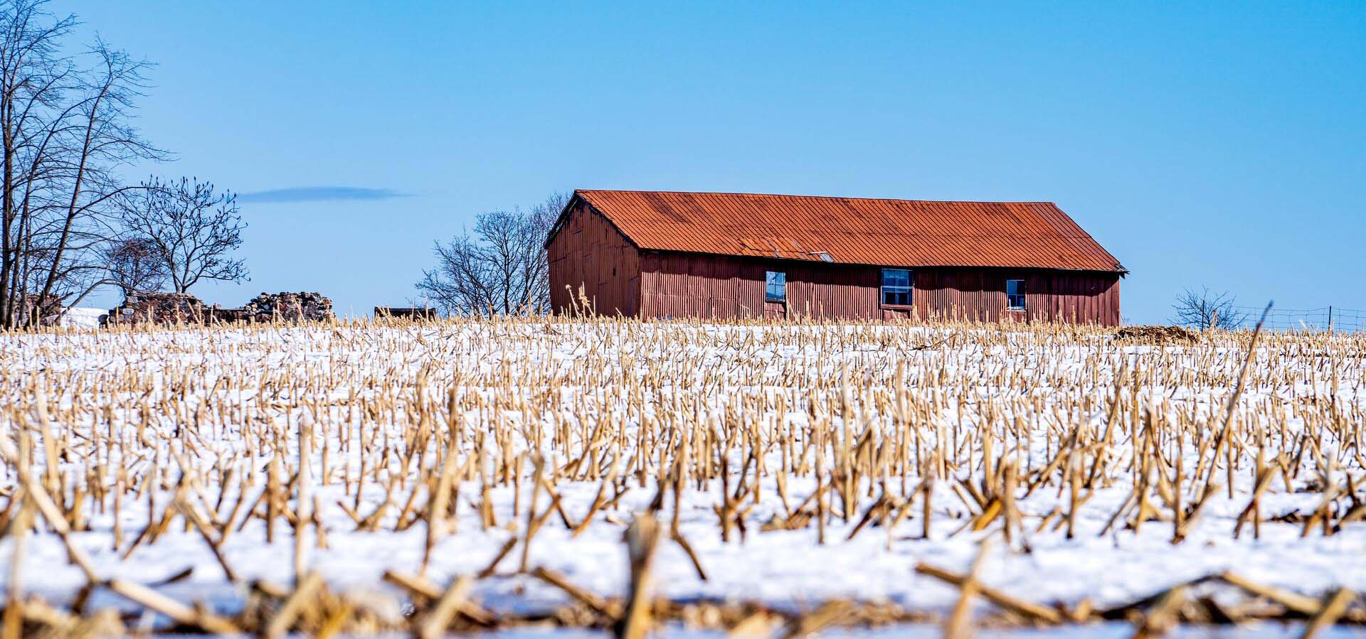 Farmer's field with corn stalks and snow.