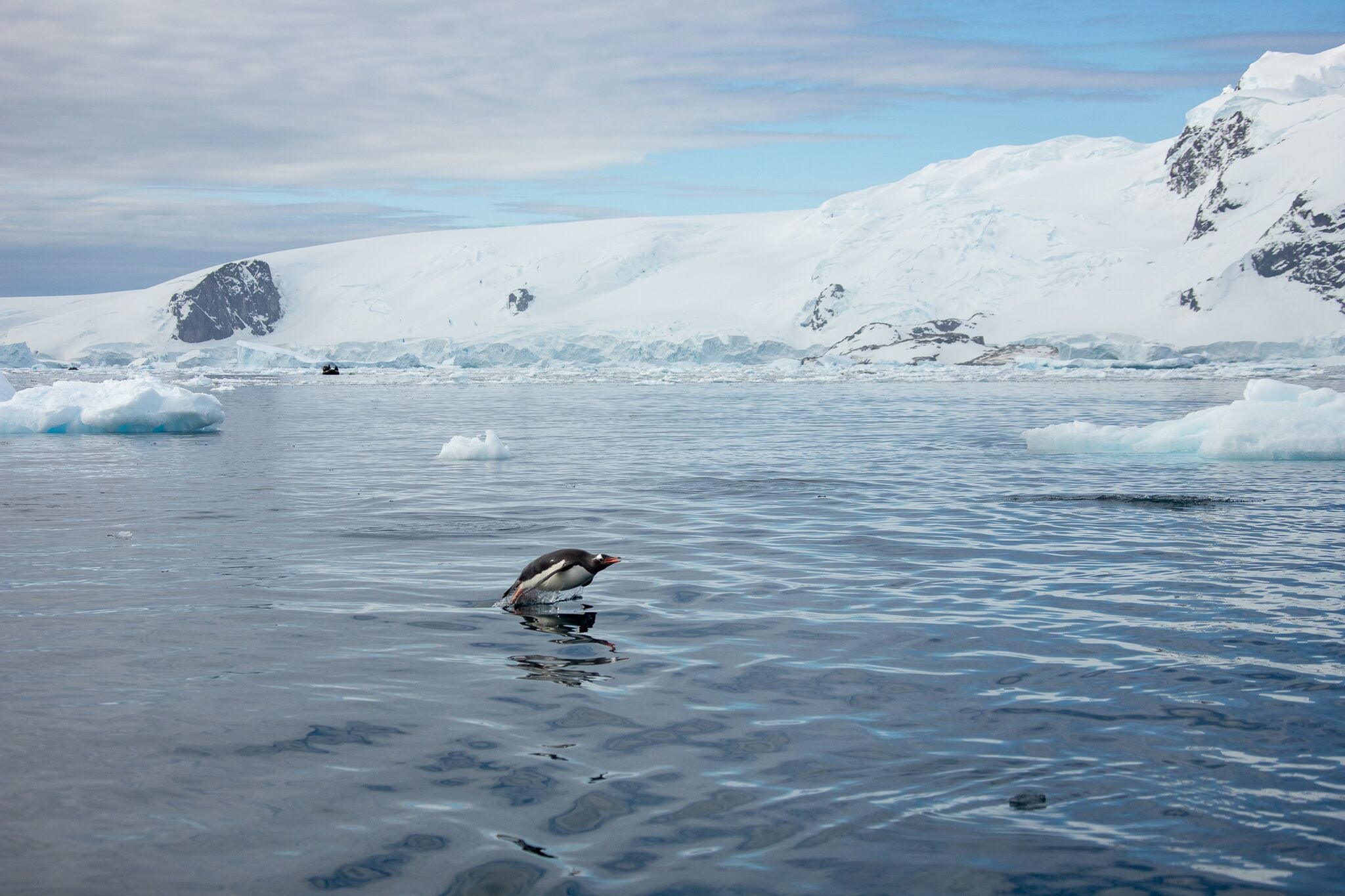 Gentoo penguin swimming in Cierva Cove, Antarctica