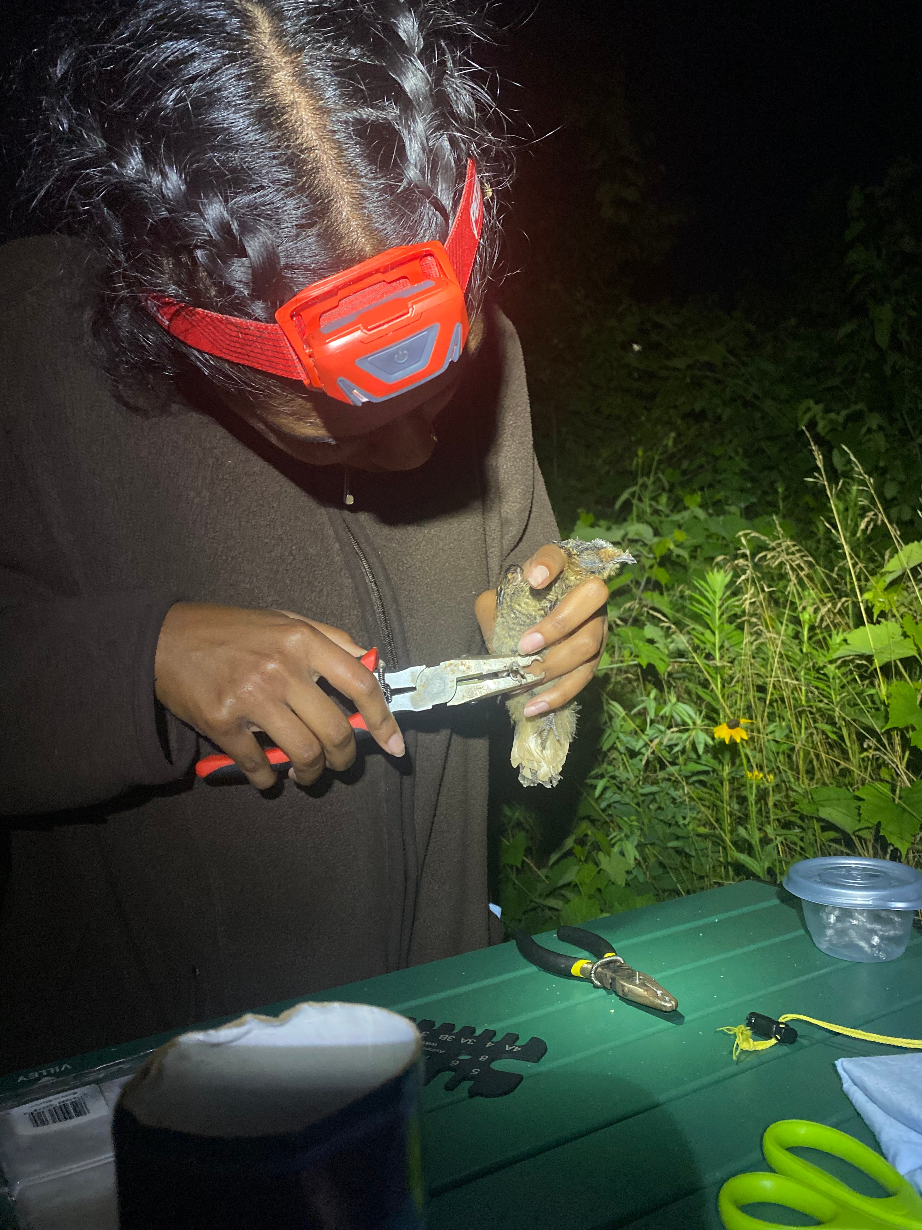 Mathumy attaching a tracking band to a Whip-poor-will's leg