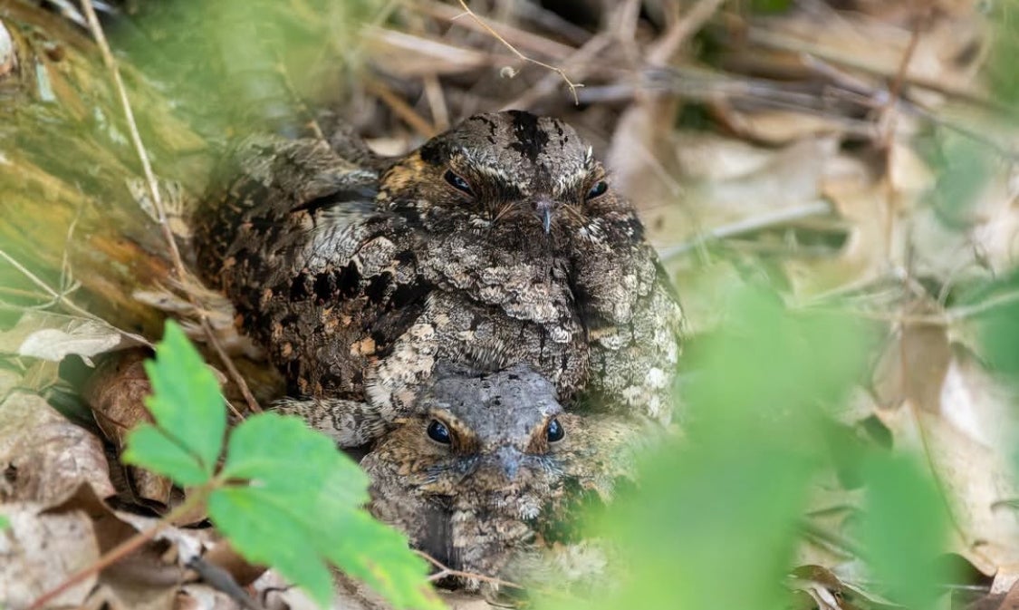 Two Whip-poor-will birds camouflaged in brown leaves