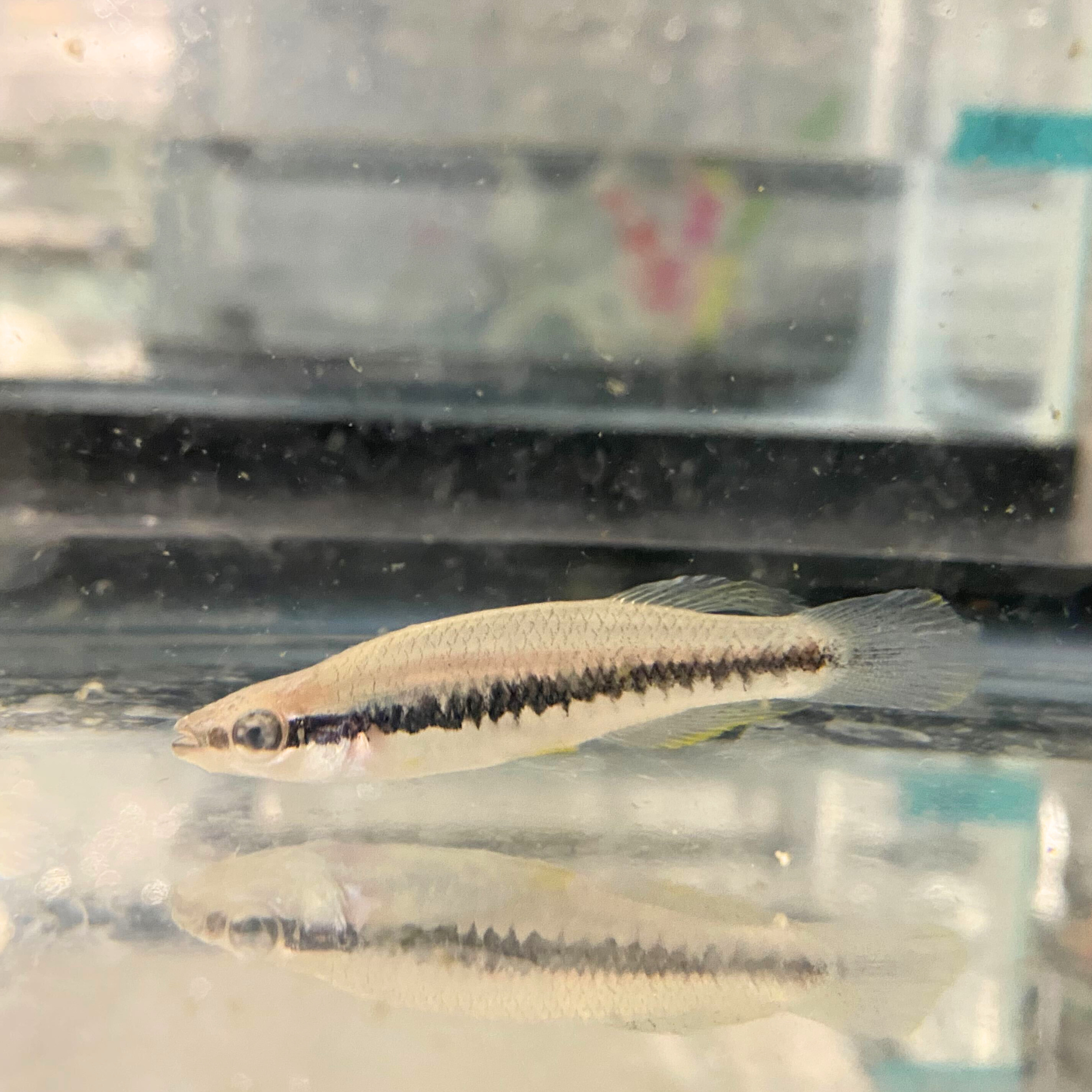 Blackstripe Topminnow (Fundulus notatus) 