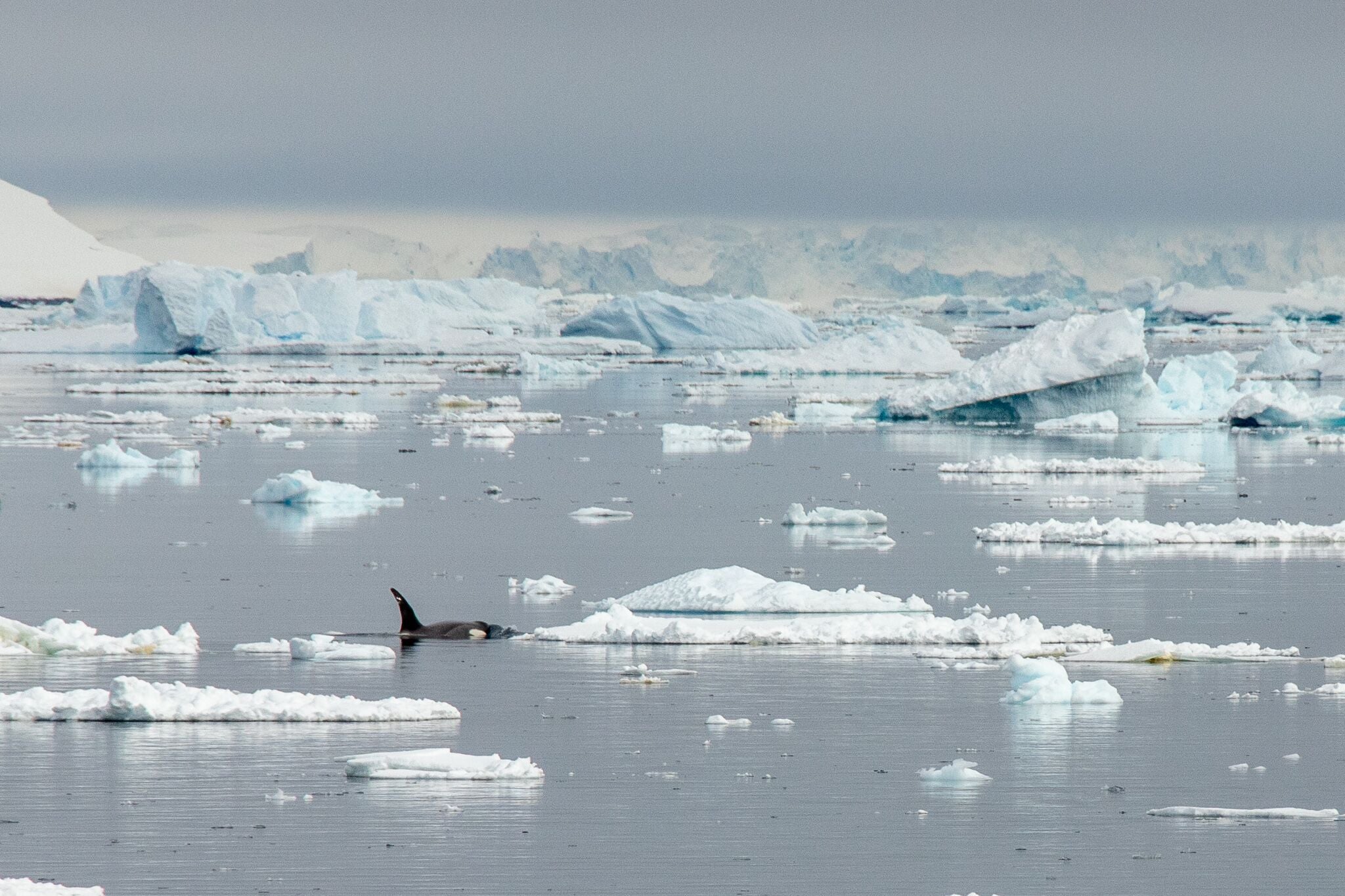 Orca swiming among small icebergs