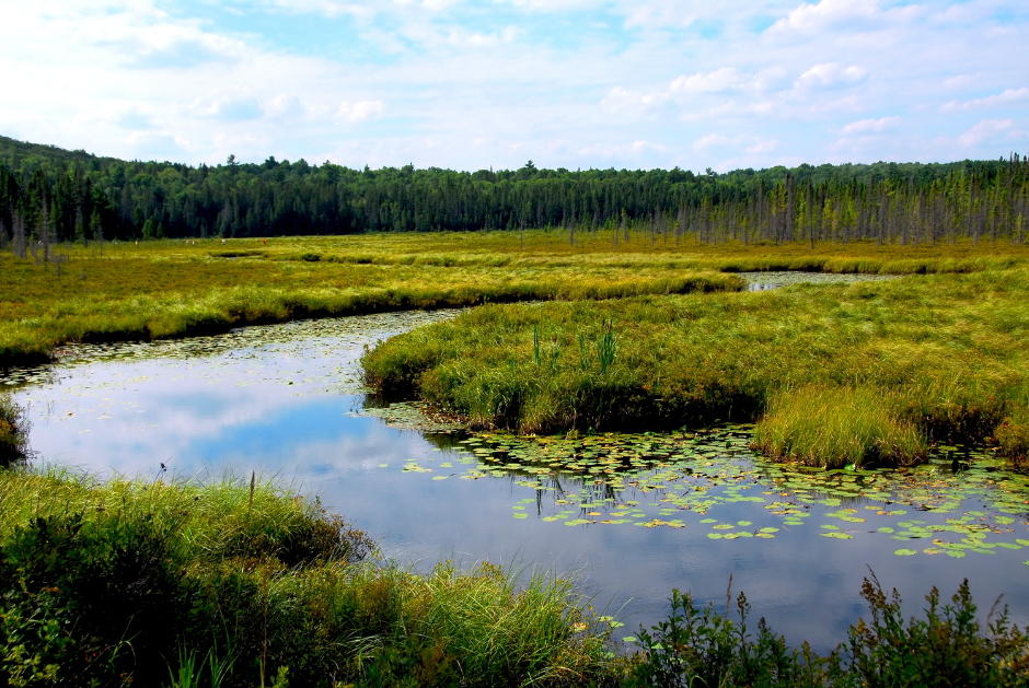 A river flowing through a marshy wetland
