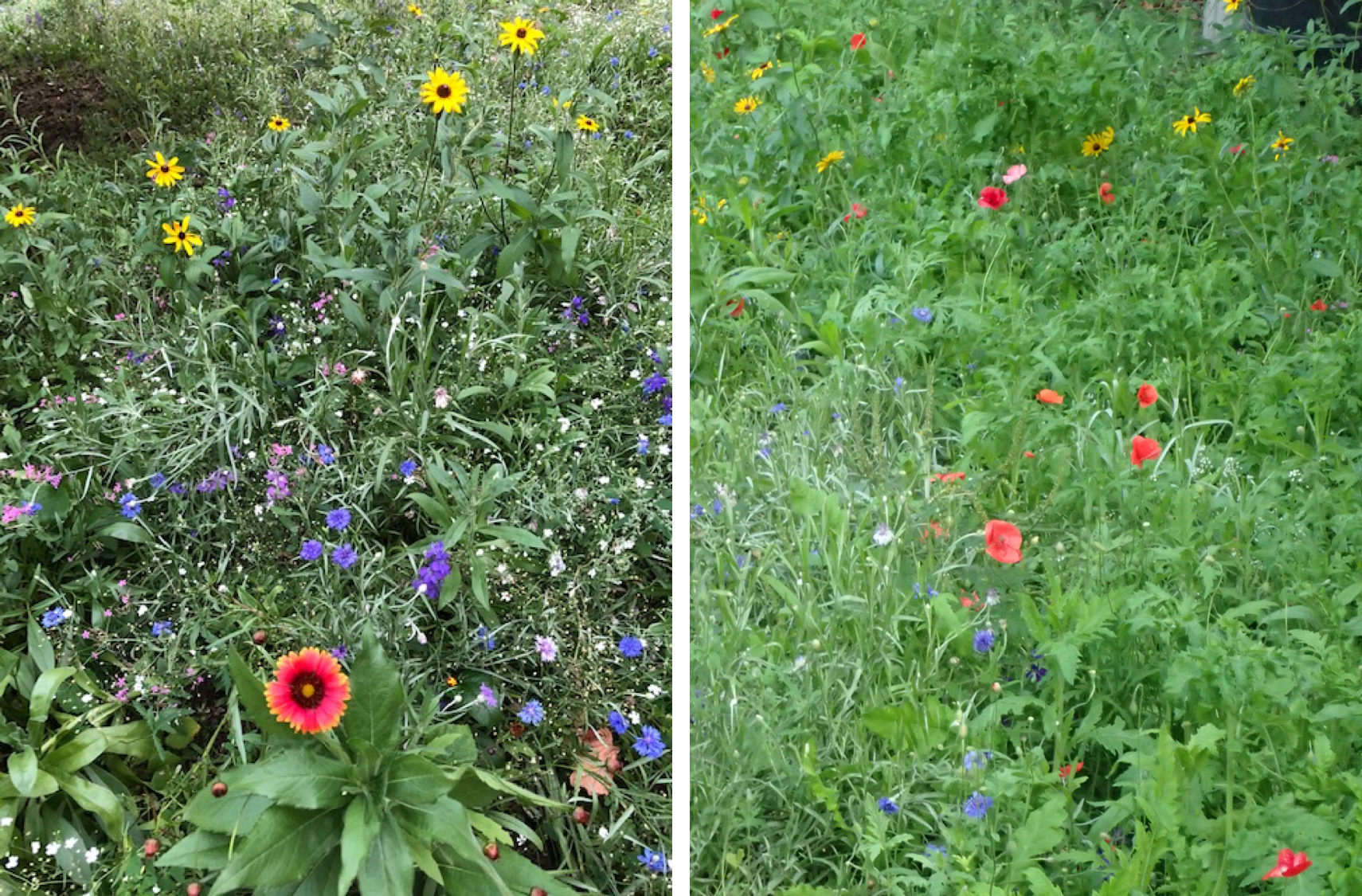 Two side by side photos of a wildflower meadow, with bright red and yellow flowers