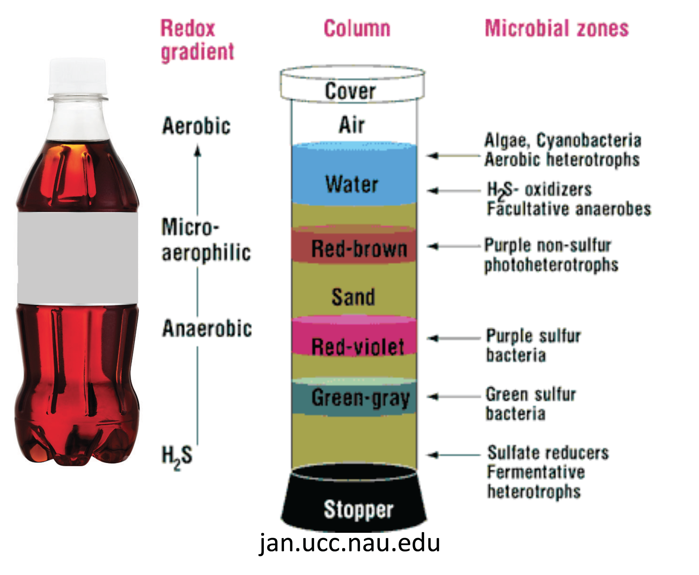 Diagram showing various layers that can form in a Winogradsky column, and the microbes responsible.