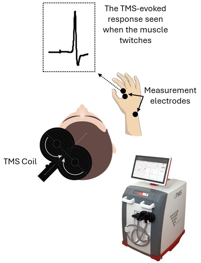 A schematic of the transcranial magnetic stimulation procedure showing the TMS coil over top of the participant's head, the placement of measurement electrodes and an example of the measured outcome