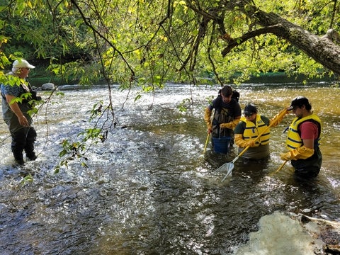 Students electrofishing with mark