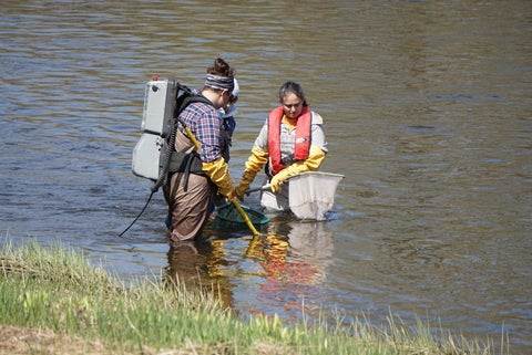 Leslie electrofishing