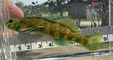 Greenside darter