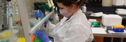 Meghan working in PCR hood