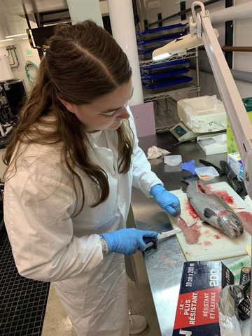 Rachel dissecting fish