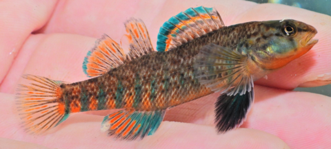 Male rainbow darter fish