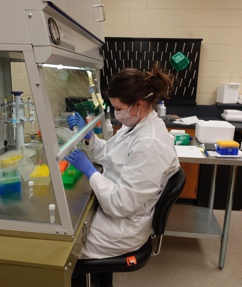 Meghan working in PCR hood
