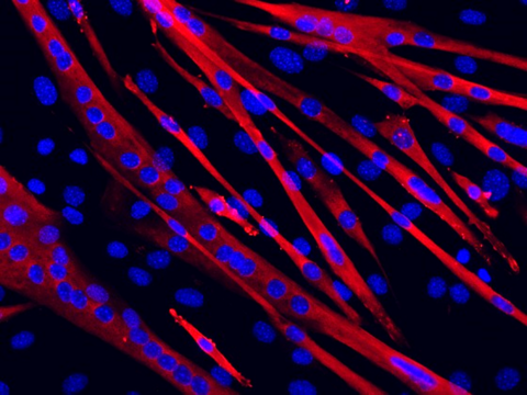 Description in caption below.