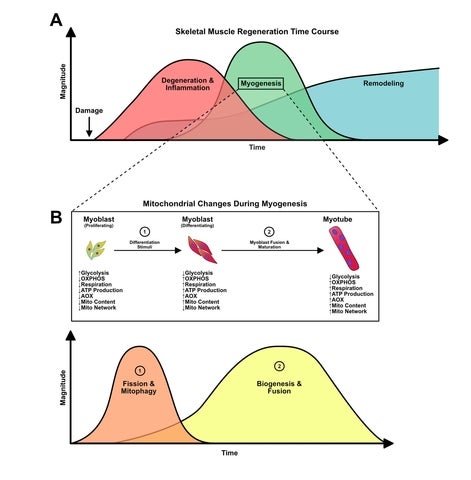 Skeletal muscle regeneration time course.