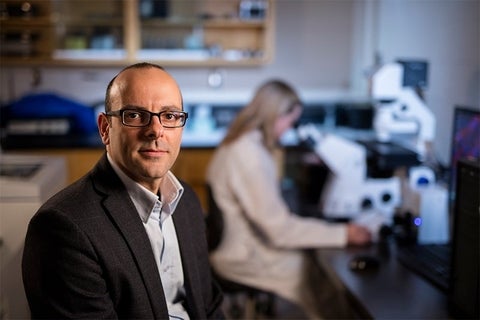Joe Quadrilatero in lab with researcher viewing samples under a microscope.