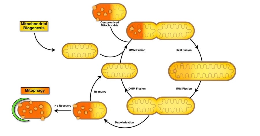 Mitochondrial biogenesis in mitochondrial dynamics.
