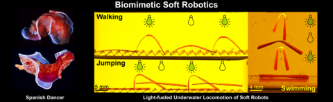 Biomimetic Soft Robotics, Light-fueled Underwater Locomotion of Soft Robotics