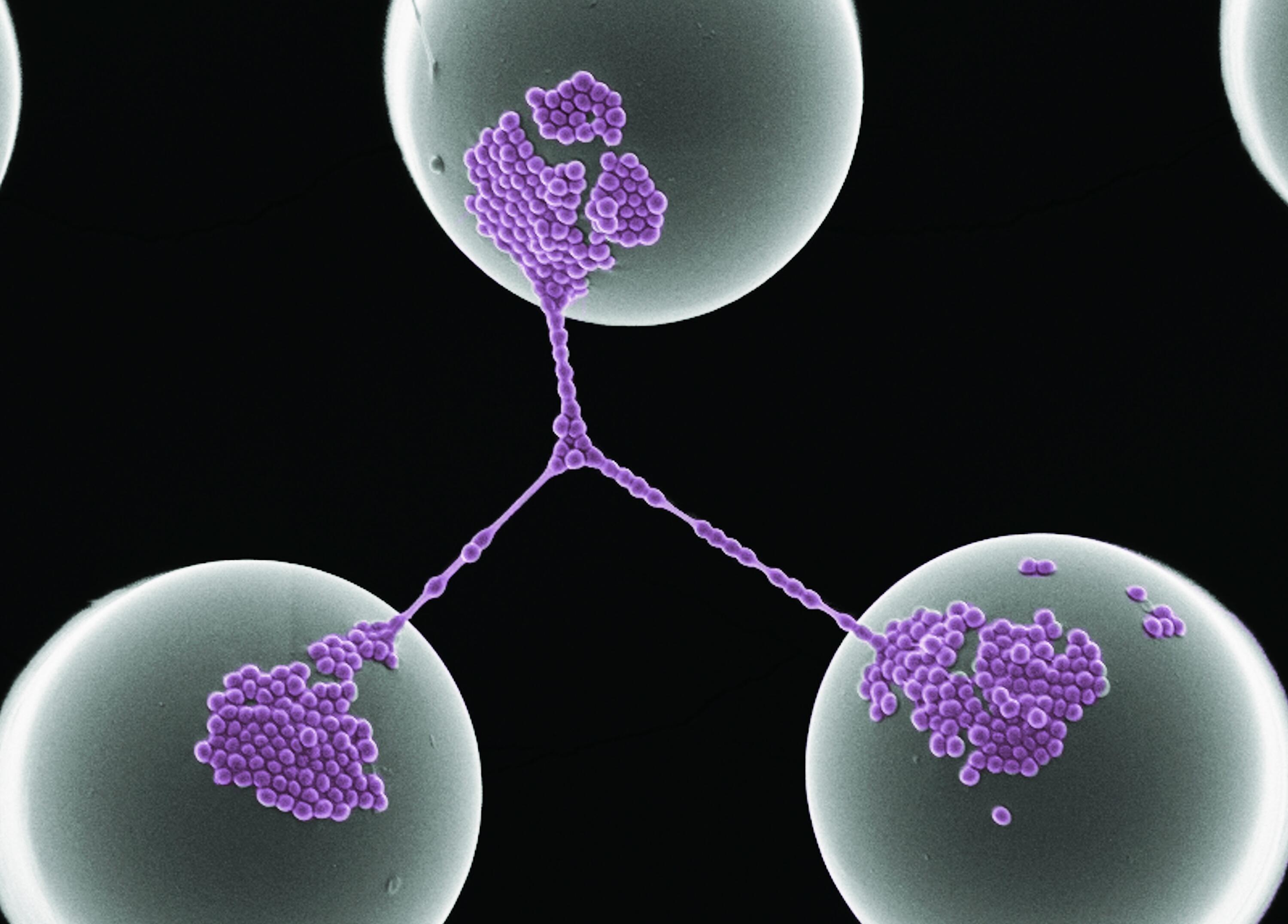 Three bacteria cells connected to each other