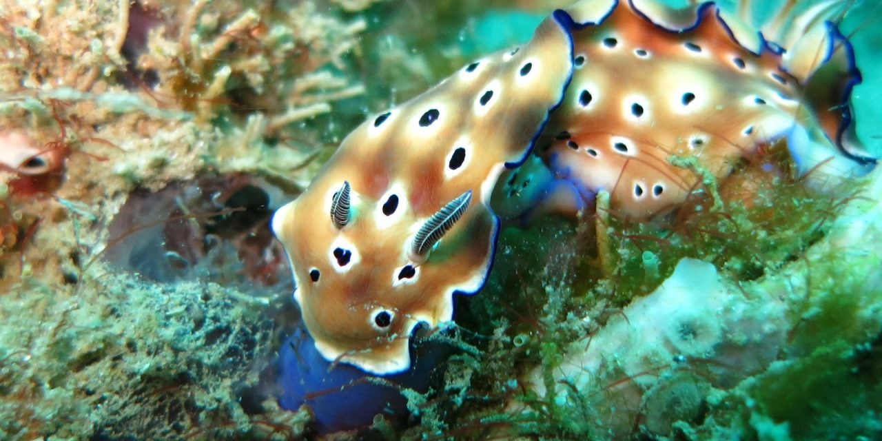Chromodoris, a sea slug in the ocean near some coral