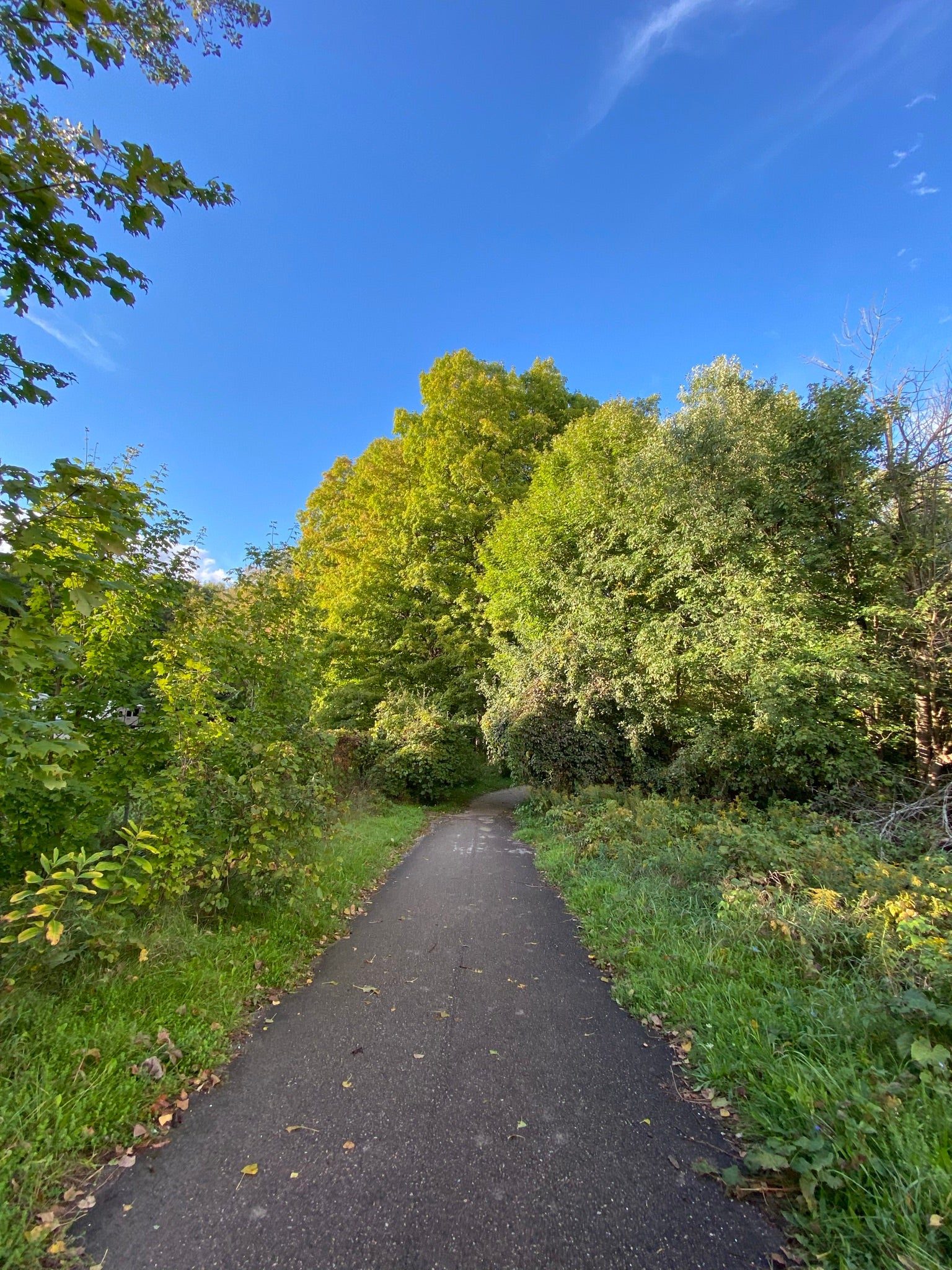 a paved path through greenery