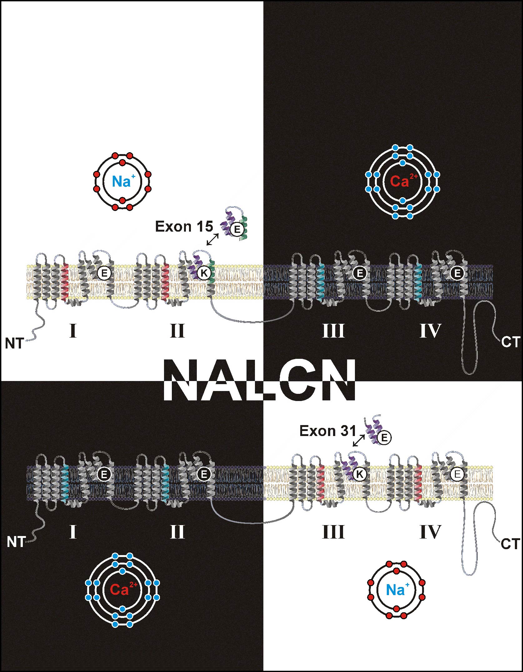 Illustration of the ambiguous and bipolar nature of the orphan NALCN ion channel