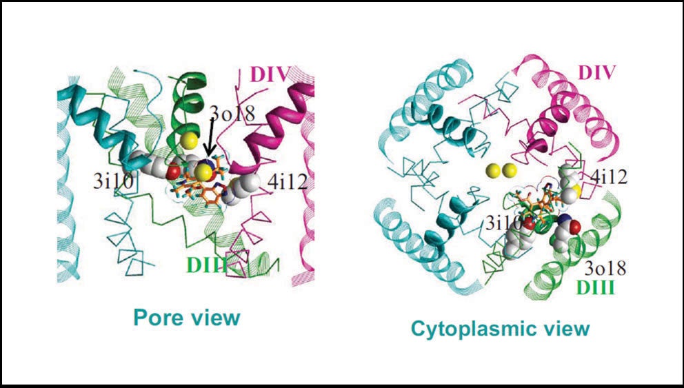 Structural views of (R)-isradipine docked in human L-type channel Cav1.2.