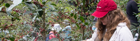 a St. Jerome's student picking coffee beans in Peru