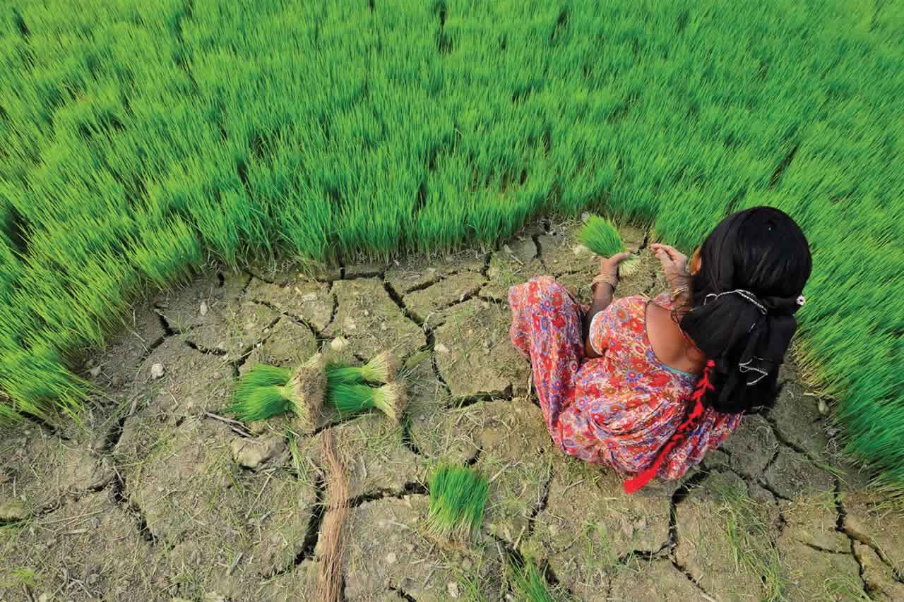 woman picking crops