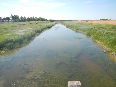 A stream with lots of plant growth surrounded by agricultural fields