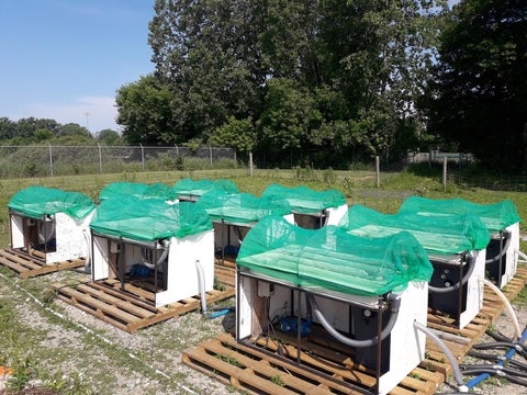 Nine artificial streams located at the Thames River Experimental Stream Sciences Centre