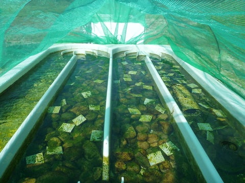inside of the nine artificial streams located at the Thames River Experimental Stream Sciences Centre