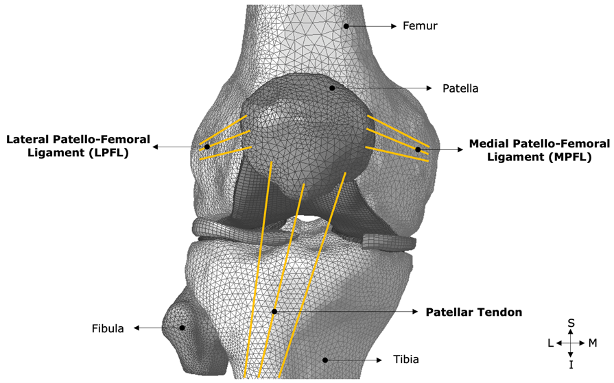 Knee diagram