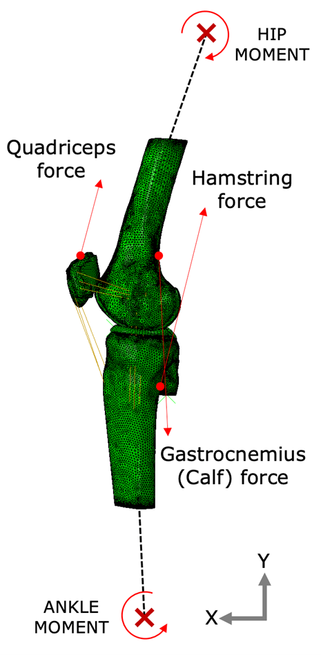 Knee Force Diagram