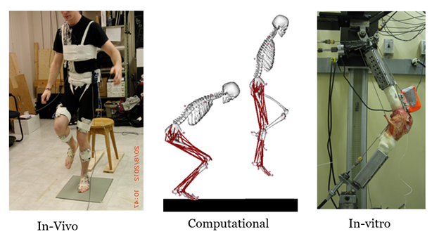 biomechanics of acl during jump landing in-vivo, computational, and in-vitro
