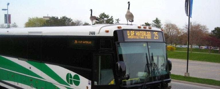 Go Transit bus with 2 geese standing on top