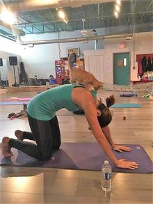 Cat climbing on an attendee’s back while they are in a yoga position