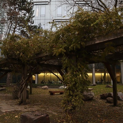 Wooden pergola covered in vines in the Peter Russell Rock Garden at the University of Waterloo, with surrounding trees, rocks, and students visible studying inside the adjacent building.