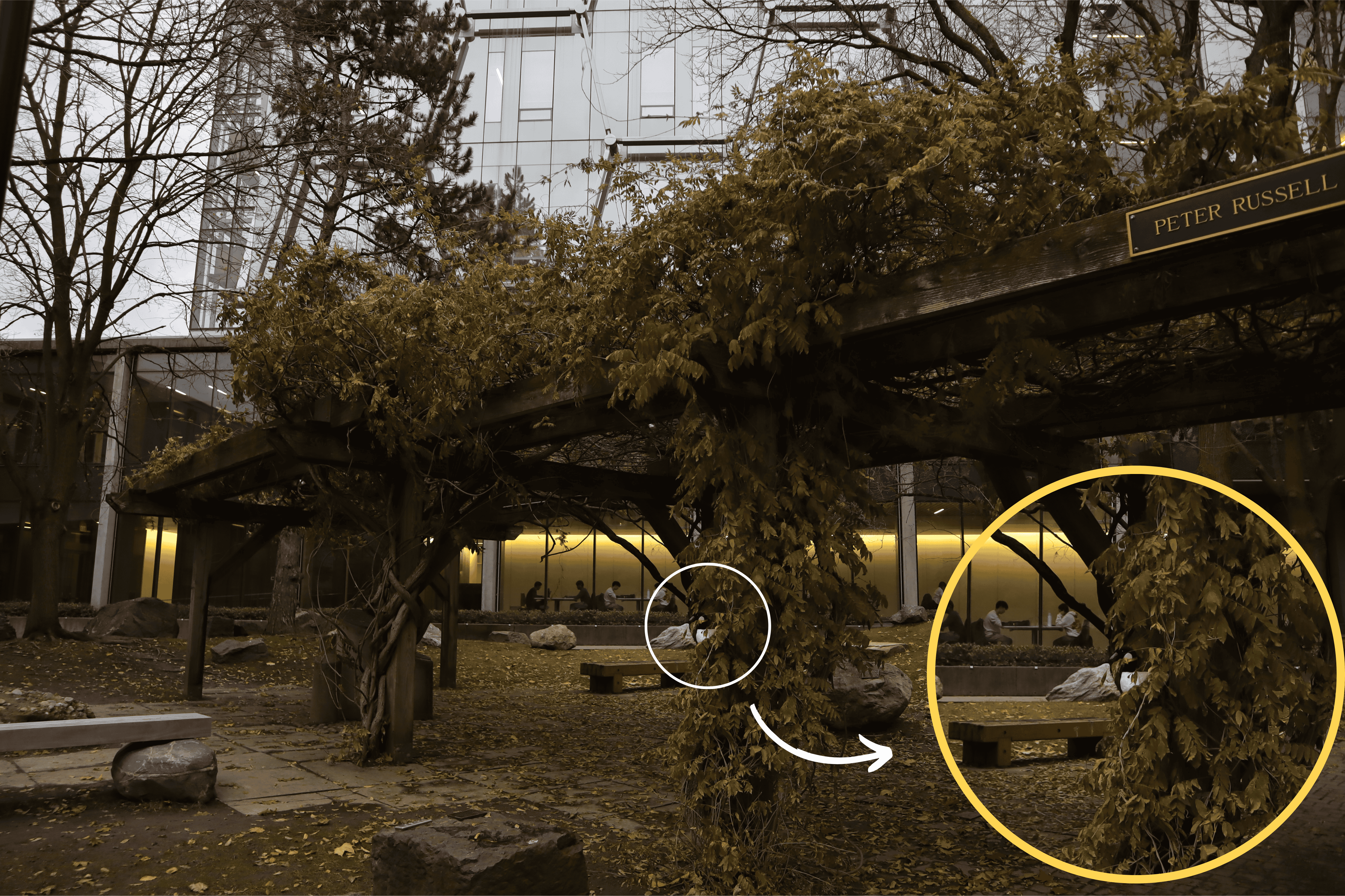 The goose is partway up the vine-covered pillar