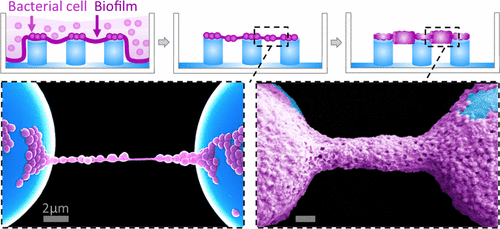 Bacterial Networks on Hydrophobic Micropillars